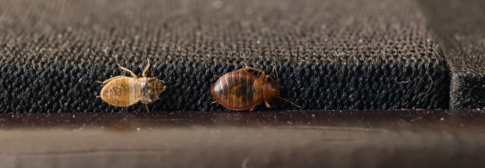 bedbug removal