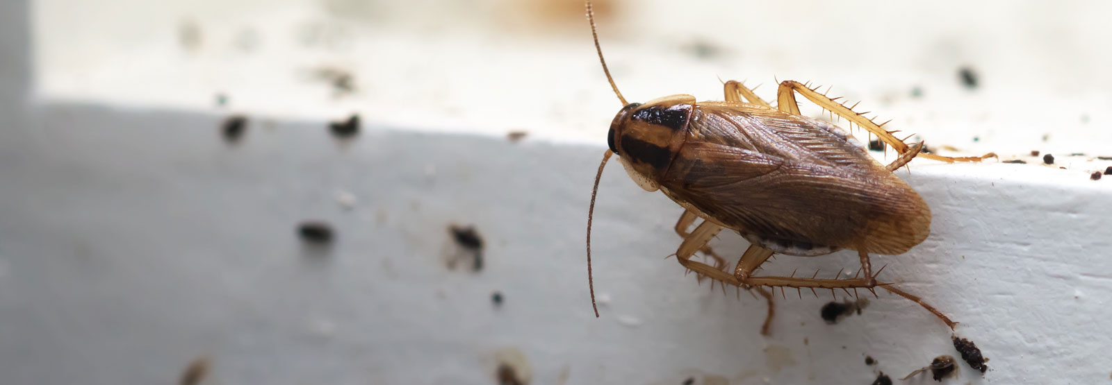 roaches exterminator