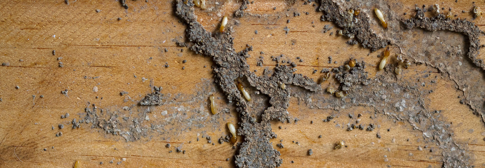 termites exterminator